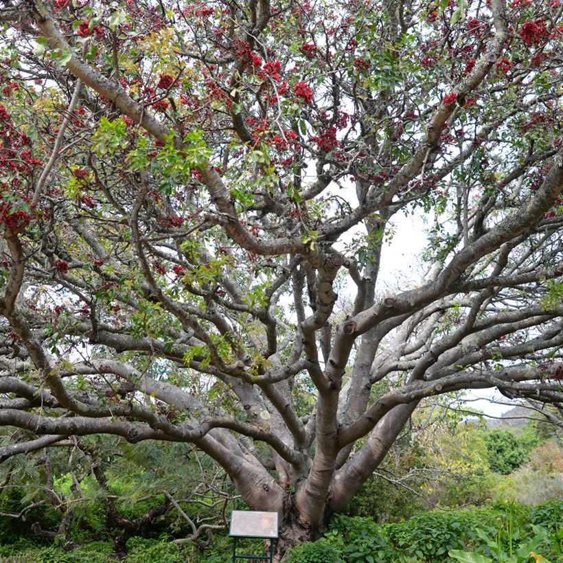 Schotia brachypetala - Südafrikanische Baumfuchsie (Wuchs)