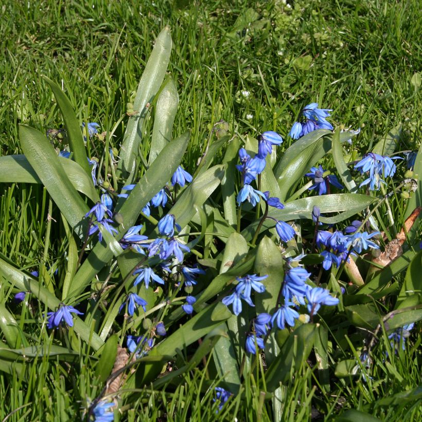 Scilla siberica - Meerzwiebel (Wuchs)