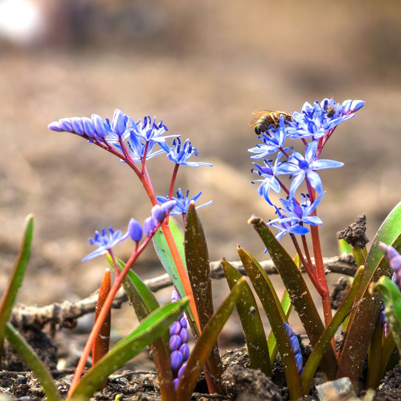 Scilla bifolia - Meerzwiebel (Wuchs)
