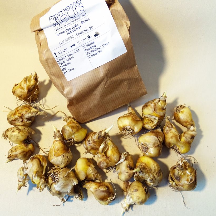 Example of Scilla litardierei - Meerzwiebel Zwiebel Kaliber/Größe 6+ as you get