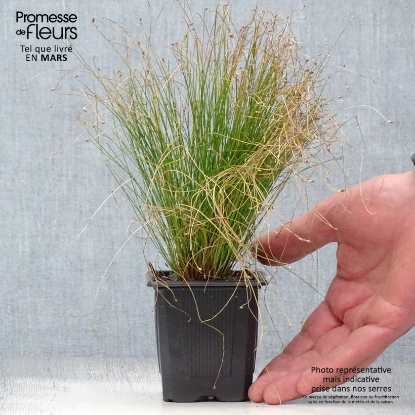 Example of Scirpus cernuus Fiber Optic Grass - Frauenhaargras Kleine Töpfe von 7/8 cm as you get in printemps