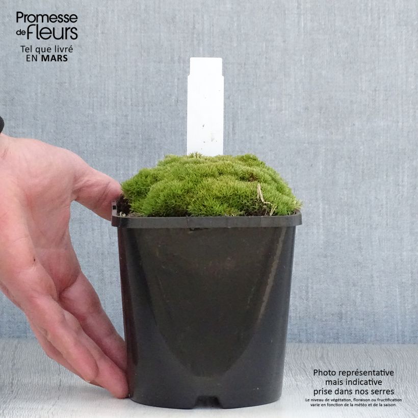 Exemplar von Scleranthus uniflorus - Knäuel Topf mit 1,5L/2L wie im Frühjahr geliefert