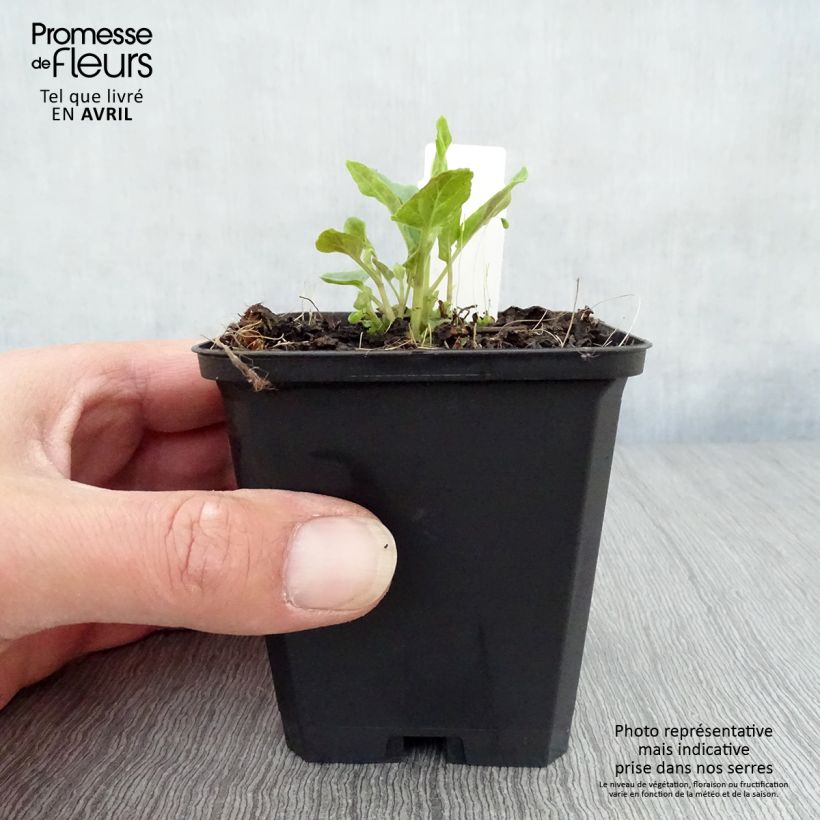 Exemplar von Scutellaria incana - Herbst-Helmkraut Kleine Töpfe von 8/9 cm wie im Frühjahr geliefert