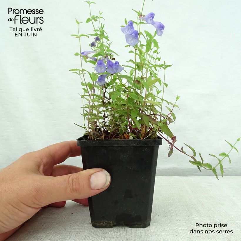 Exemplar von Scutellaria scordiifolia - Helmkraut Kleine Töpfe von 8/9 cm wie im Sommer geliefert
