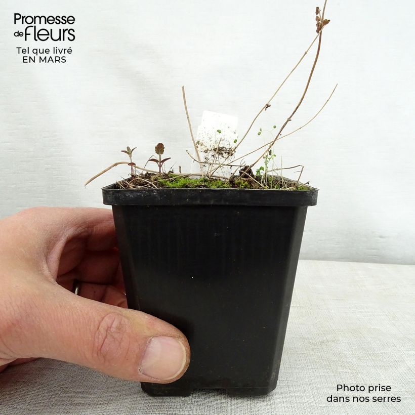 Exemplar von Scutellaria scordiifolia - Helmkraut Kleine Töpfe von 8/9 cm wie im Frühjahr geliefert