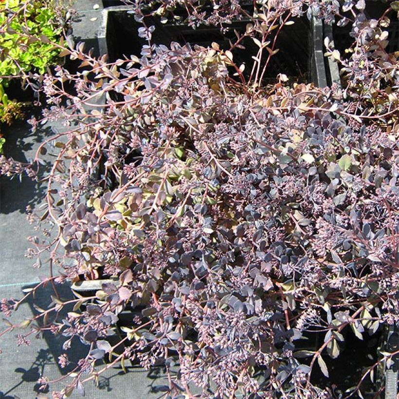 Fetthenne Bertram Anderson - Sedum (Wuchs)