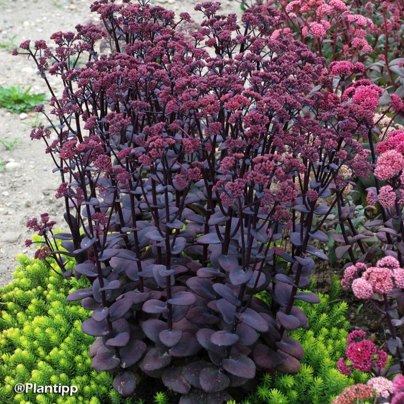 Fetthenne Sunsparkler Blue Pearl - Sedum (Wuchs)