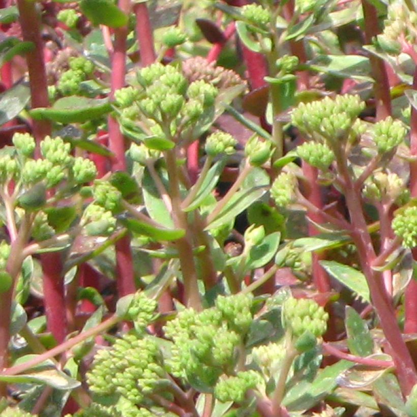 Fetthenne Carl - Sedum spectabile (Foliage)
