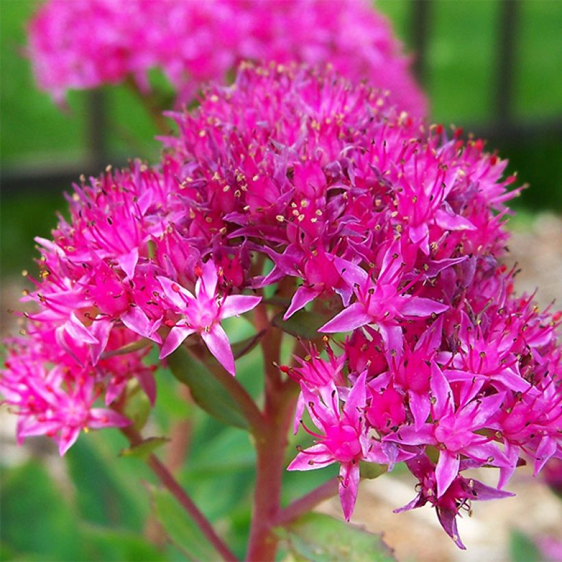Fetthenne Carl - Sedum spectabile (Flowering)