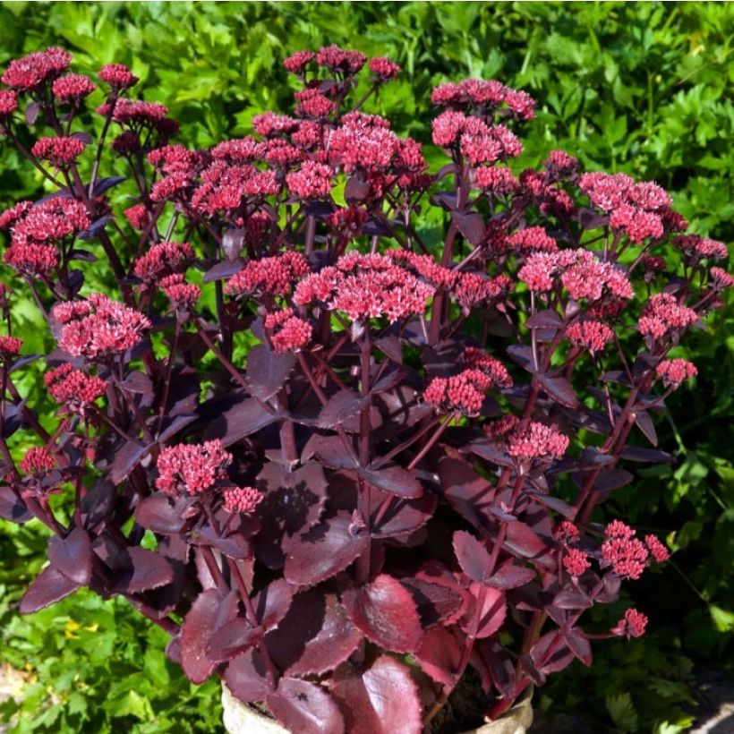 Fetthenne Chocolate Cherry - Sedum telephium (Wuchs)
