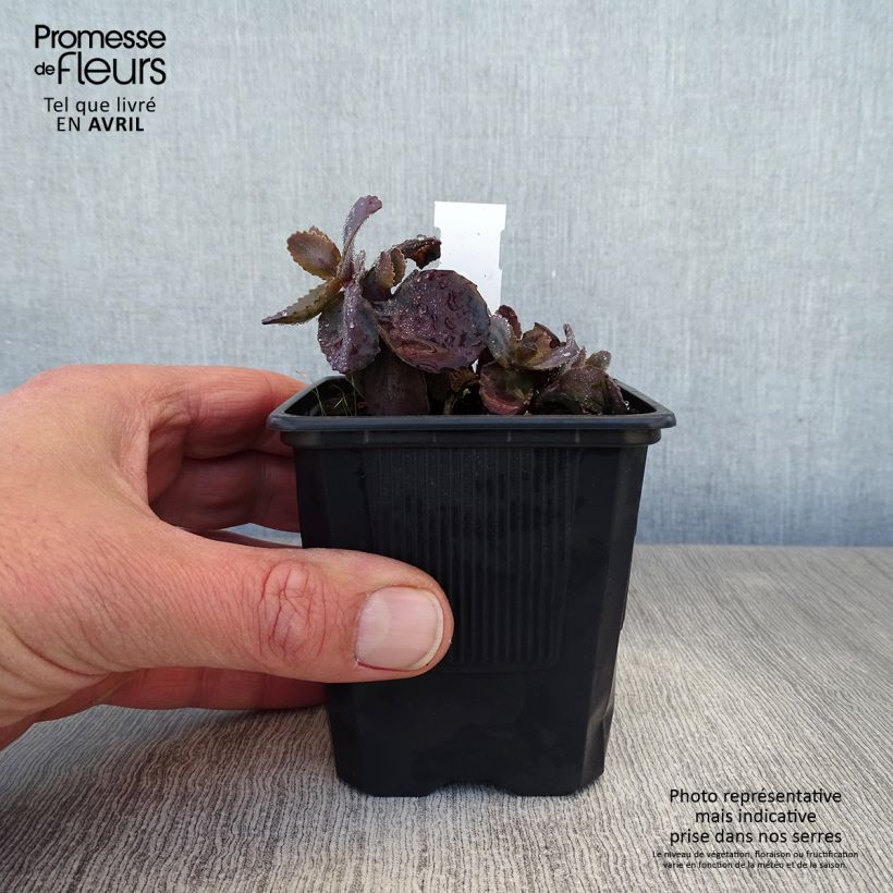 Exemplar von Fetthenne Chocolate Cherry - Sedum telephium Kleine Töpfe von 8/9 cm wie im Frühjahr geliefert