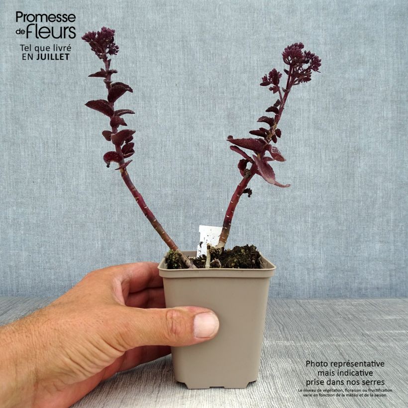 Exemplar von Fetthenne Dark Magic - Sedum telephium Kleine Töpfe von 8/9 cm wie im Sommer geliefert