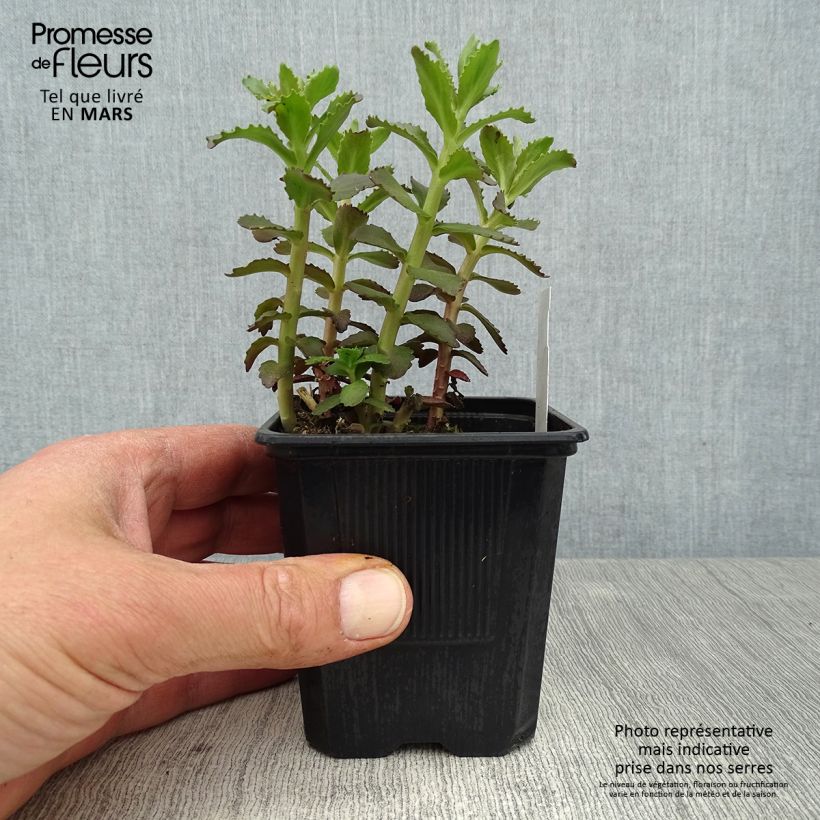 Exemplar von Fetthenne Double Martini - Sedum telephium Kleine Töpfe von 8/9 cm wie im Frühjahr geliefert