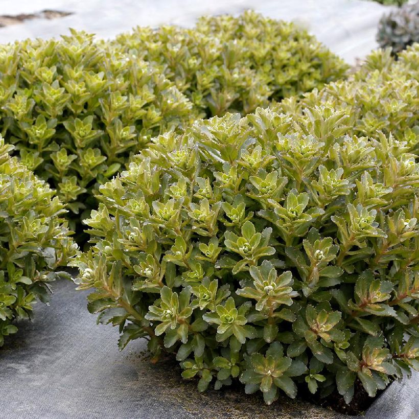 Fetthenne Double Martini - Sedum telephium (Laub)