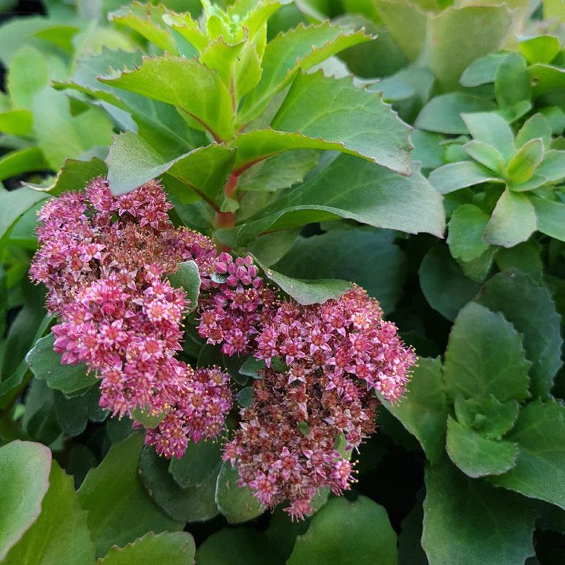 Fetthenne Double Martini - Sedum telephium (Blüte)