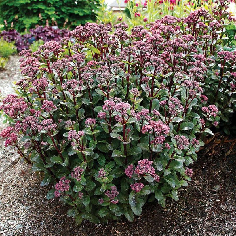 Fetthenne Double Martini - Sedum telephium (Wuchs)