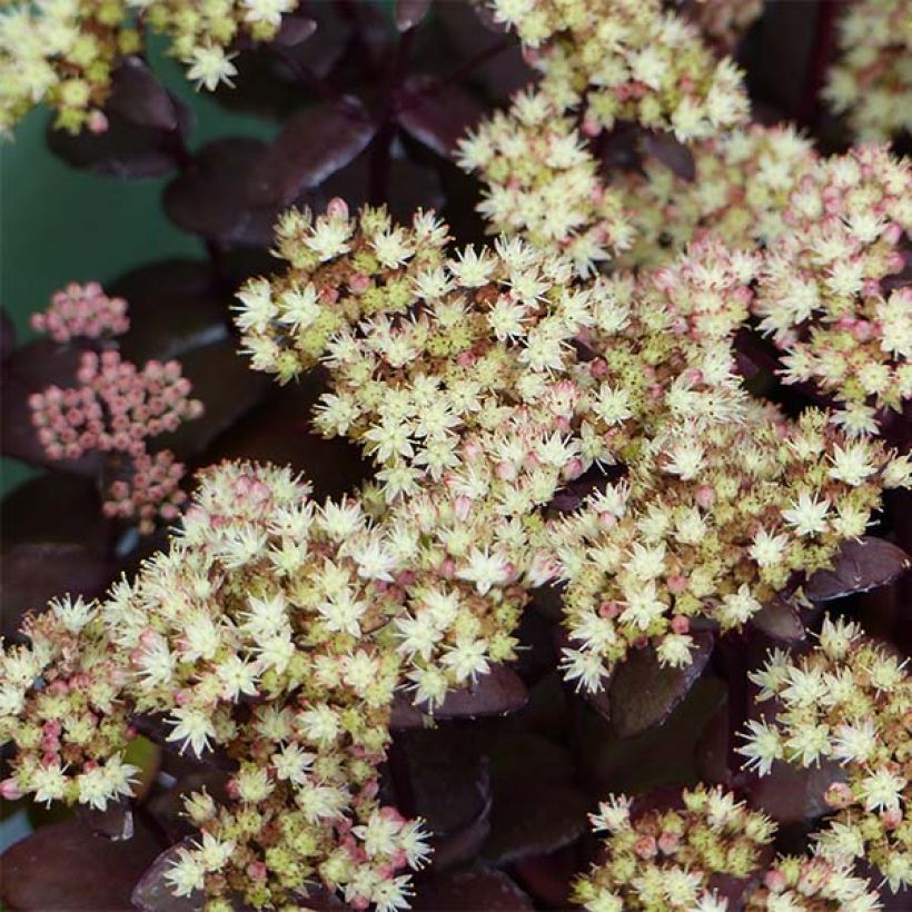 Fetthenne Eline - Sedum (Flowering)