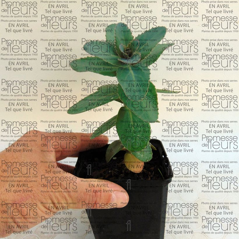 Example of Fetthenne Eline - Sedum Kleine Töpfe von 8/9 cm as you get