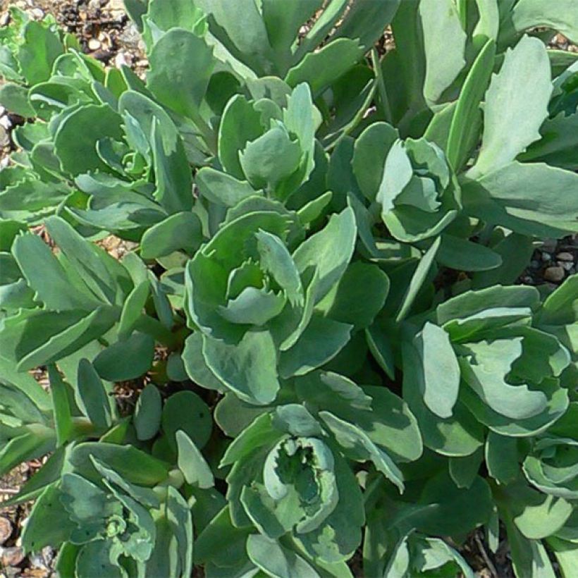 Fetthenne Herbstfreude - Sedum (Foliage)