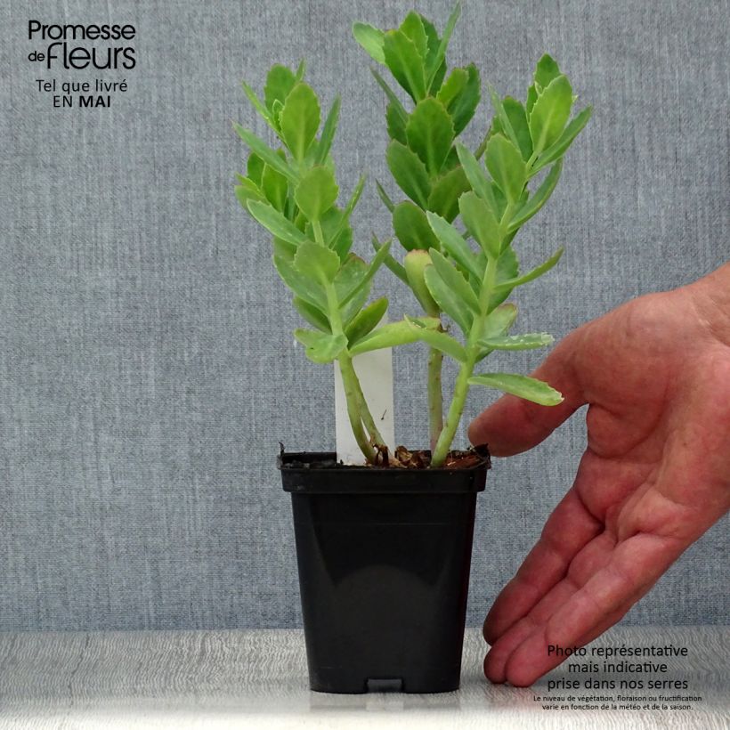 Example of Fetthenne Herbstfreude - Sedum Kleine Töpfe von 8/9 cm as you get in printemps