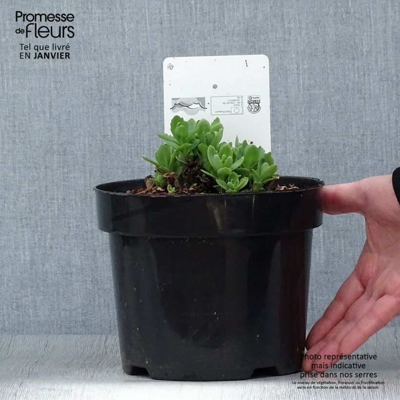 Example of Fetthenne Herbstfreude - Sedum Topf mit 3L/4L as you get in hiver