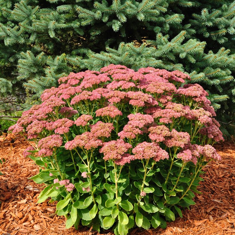 Fetthenne Herbstfreude - Sedum (Plant habit)