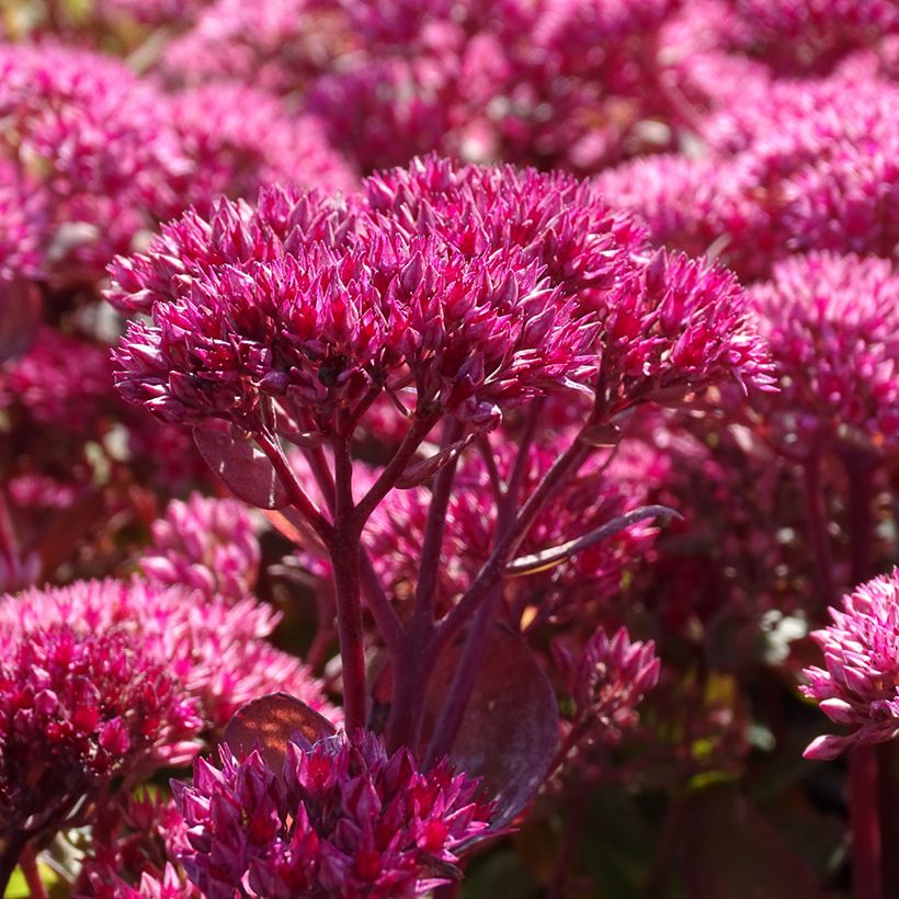 Fetthenne Thunderhead - Sedum telephium (Blüte)