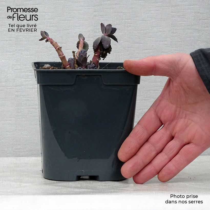 Exemplar von Fetthenne Jose Aubergine - Sedum spectabile Topf mit 2L/3L wie im Winter geliefert