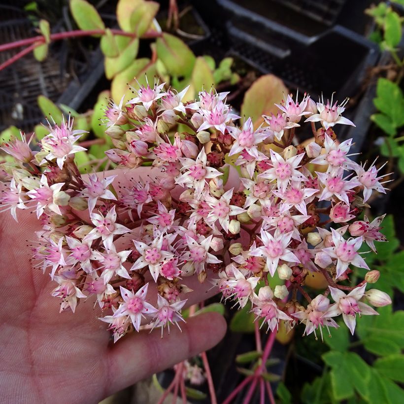 Fetthenne Matrona - Sedum (Flowering)
