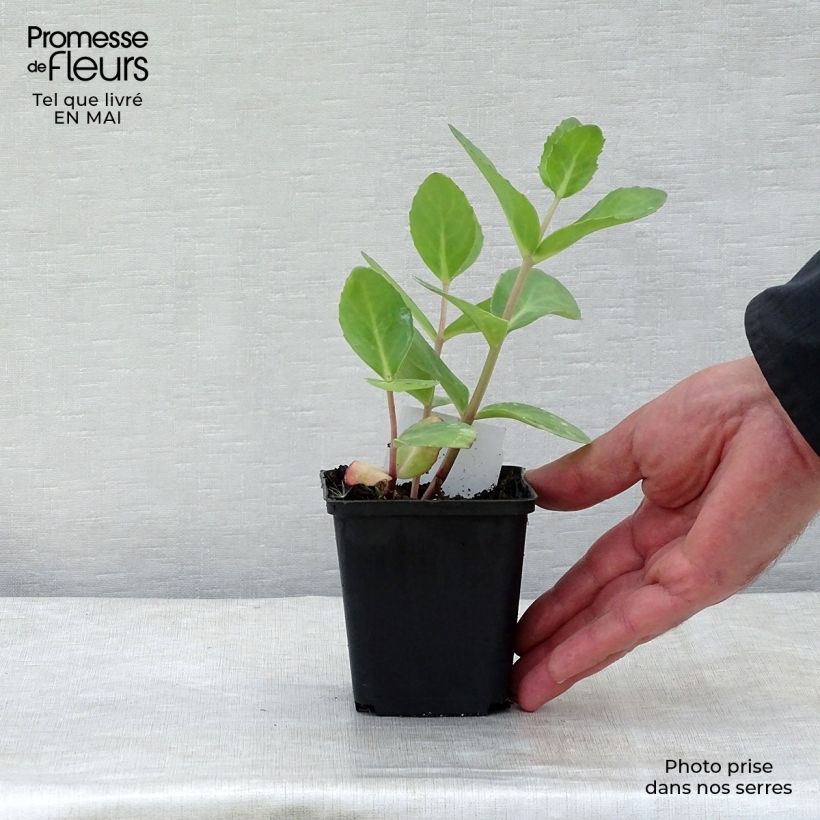 Example of Fetthenne Matrona - Sedum Kleine Töpfe von 8/9 cm as you get in printemps