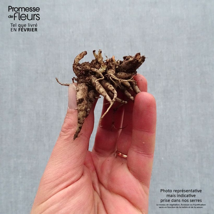 Exemplar von Fetthenne Mojave Jewels Diamond - Sedum Wurzelnackt wie im Winter geliefert