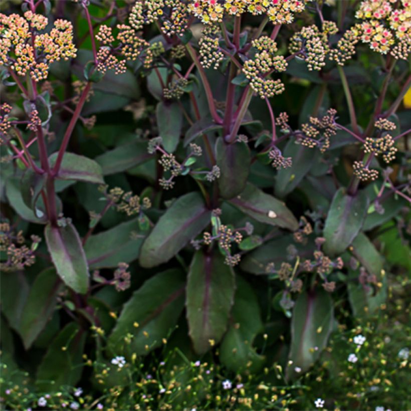 Fetthenne Orange Xenox - Sedum spectabile (Foliage)