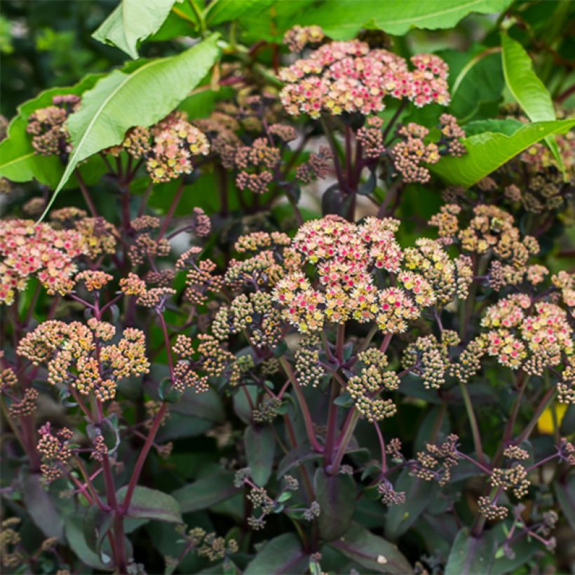 Fetthenne Orange Xenox - Sedum spectabile (Flowering)