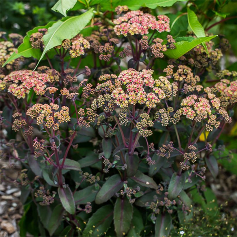 Fetthenne Orange Xenox - Sedum spectabile (Plant habit)