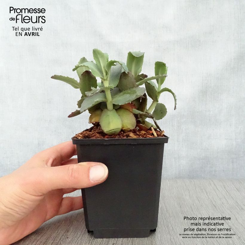 Example of Fetthenne Orange Xenox - Sedum spectabile Kleine Töpfe von 8/9 cm as you get in printemps