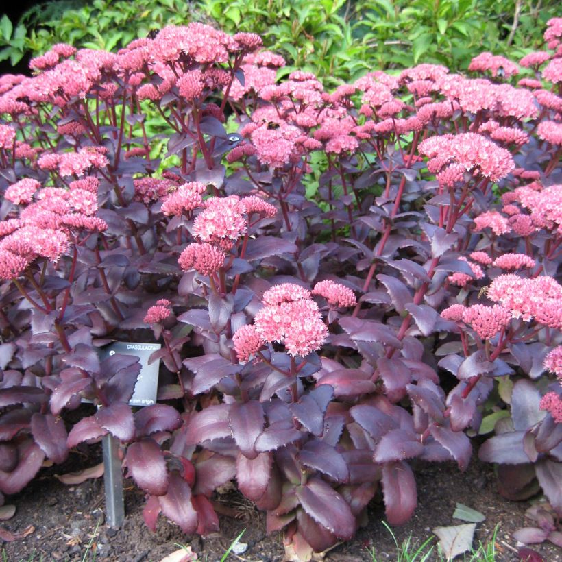 Fetthenne Purple Emperor - Sedum spectabile (Wuchs)