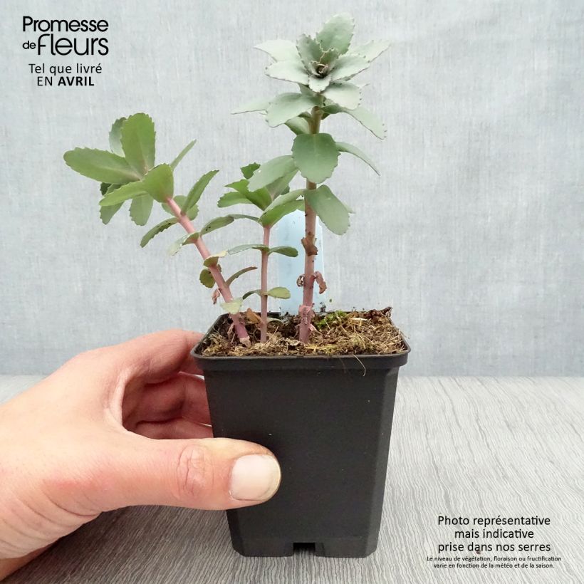 Exemplar von Fetthenne Red Cauli - Sedum Kleine Töpfe von 8/9 cm wie im Frühjahr geliefert