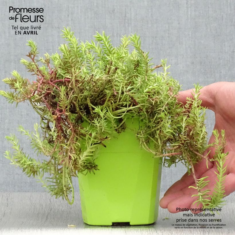 Example of Fetthenne SunSparkler Angelina's Teacup - Sedum Topf mit 1L/1,5L as you get in printemps