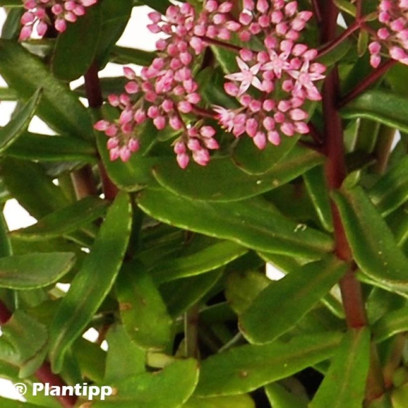 Fetthenne Sunsparkler Jade Tuffet - Sedum (Laub)
