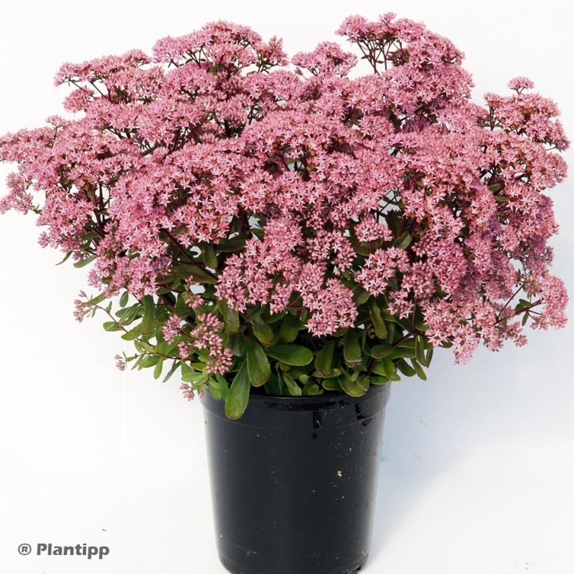 Fetthenne Sunsparkler Jade Tuffet - Sedum (Wuchs)