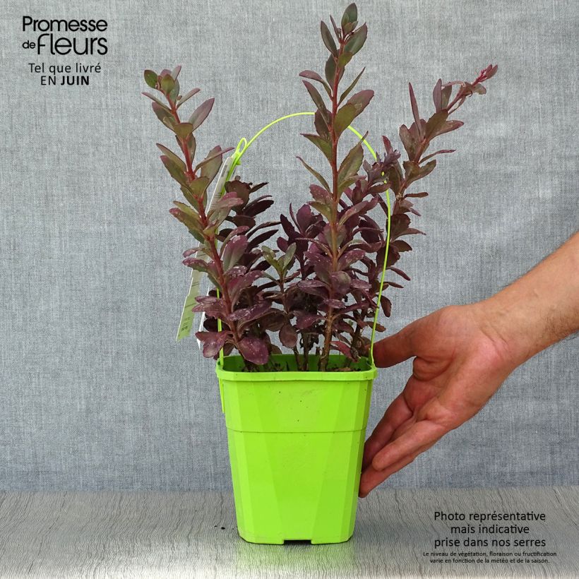 Exemplar von Fetthenne Sunsparkler Plum Dazzled - Sedum Topf mit 1,5L/2L wie im Sommer geliefert