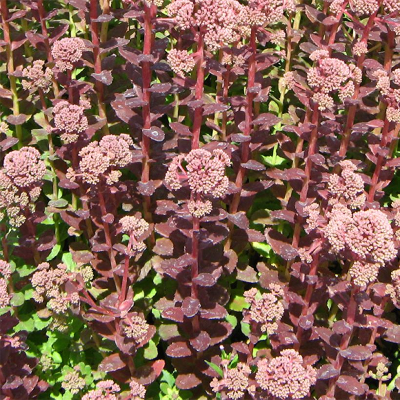 Fetthenne Stewed Rhubarb Mountain - Sedum (Wuchs)