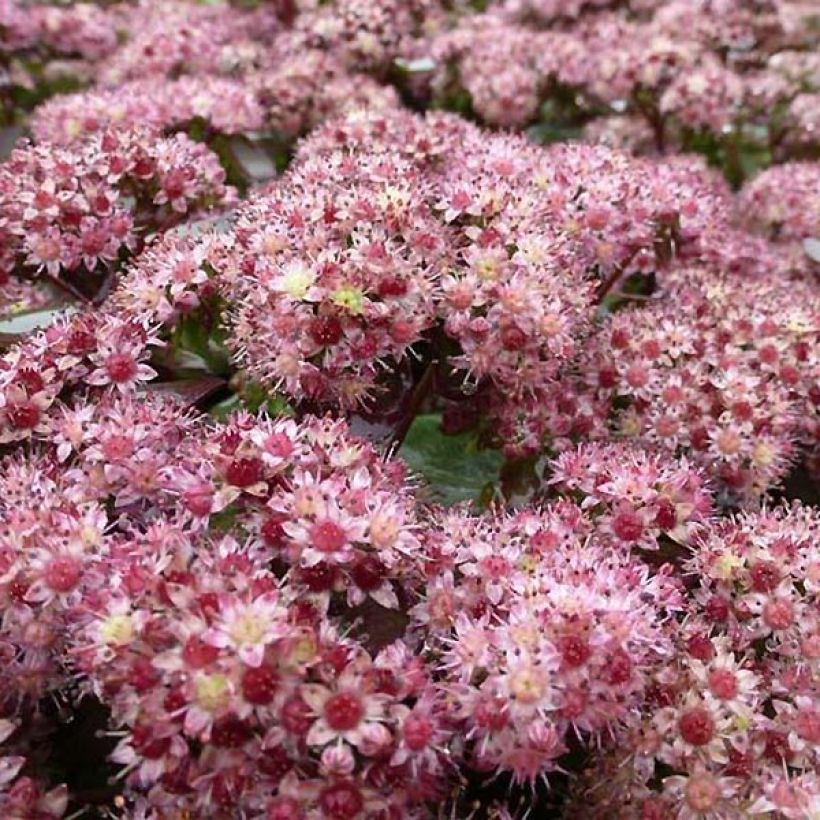 Fetthenne Strawberry and Cream - Sedum (Flowering)