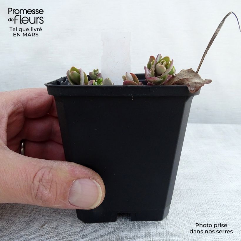 Example of Fetthenne Strawberry and Cream - Sedum Kleine Töpfe von 8/9 cm as you get in printemps