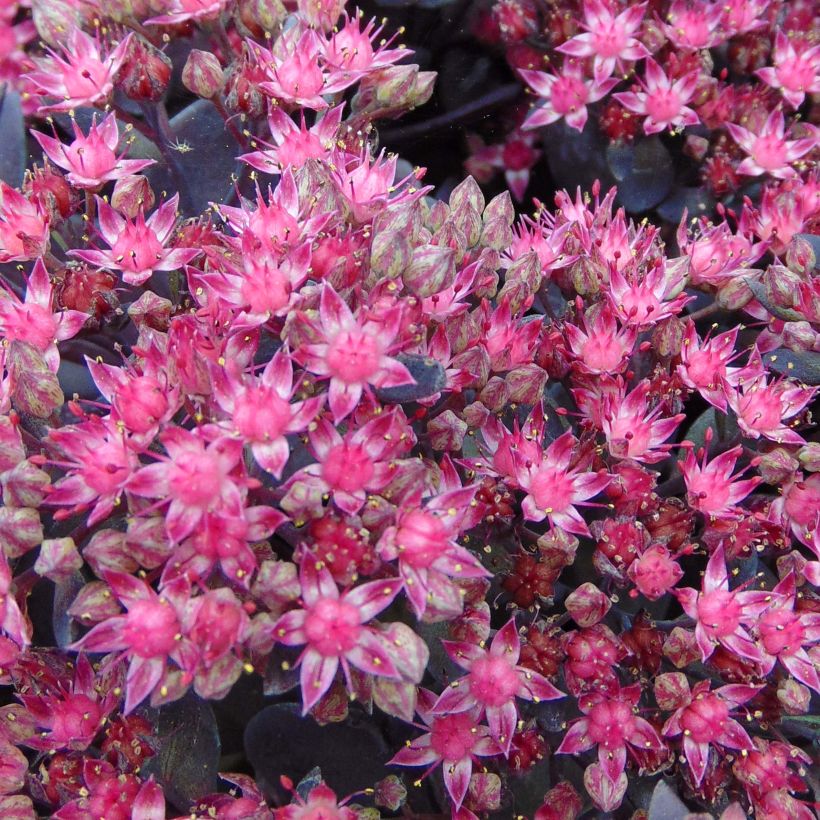 Fetthenne Sunsparkler Dazzleberry - Sedum (Flowering)