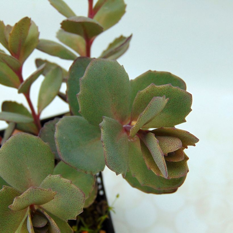 Fetthenne Sunsparkler Dazzleberry - Sedum (Foliage)