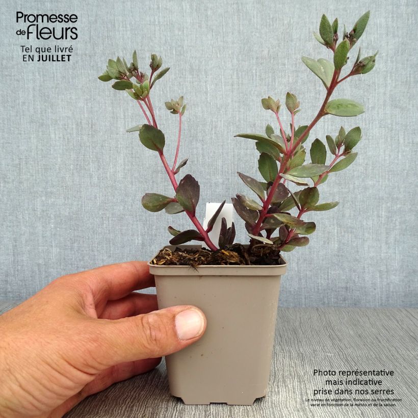 Exemplar von Fetthenne Sunsparkler Dazzleberry - Sedum Kleine Töpfe von 8/9 cm wie im Sommer geliefert