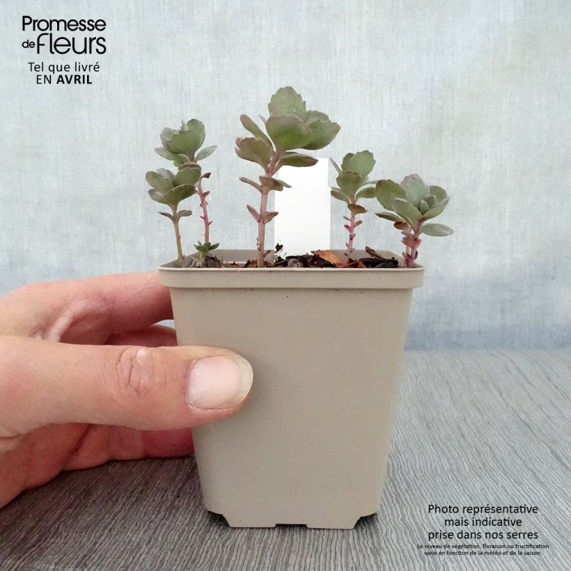 Example of Fetthenne Sunsparkler Dazzleberry - Sedum Kleine Töpfe von 8/9 cm as you get in printemps