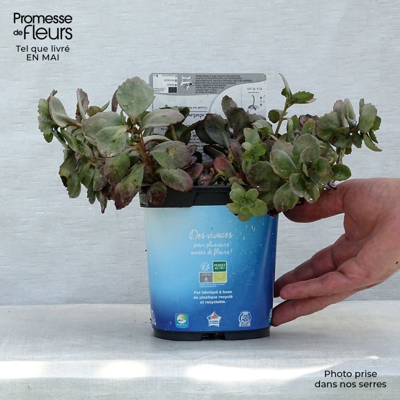 Example of Fetthenne Sunsparkler Dazzleberry - Sedum Topf mit 2L/3L as you get in printemps