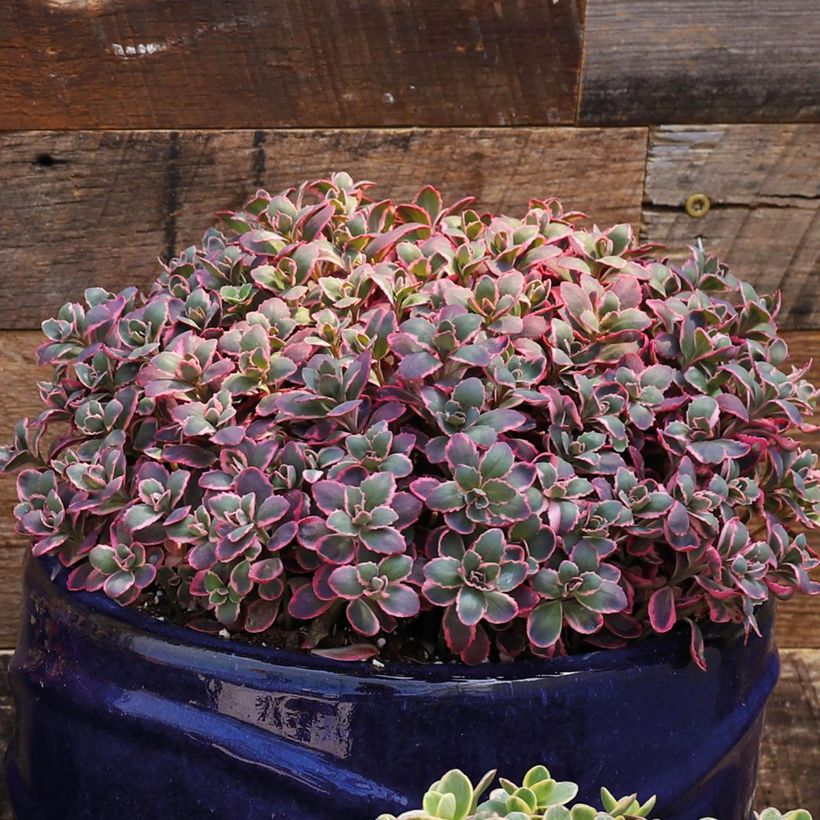 Fetthenne Sunsparkler Dream Dazzler - Sedum (Wuchs)